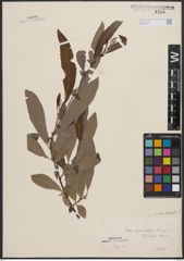 Foto von Salix appendiculata Vill.